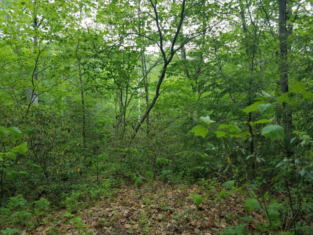 A forest view to the north of this trail just above (and slightly upstream and so to the west) of Sage's Ravine looking north towards Race Mountain.
