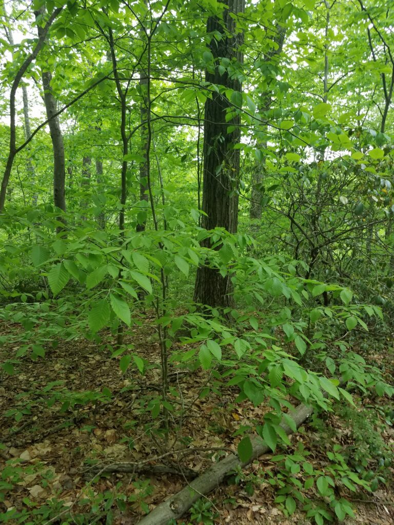 A tree trunk just north of this connecting trail (on the downhill side).