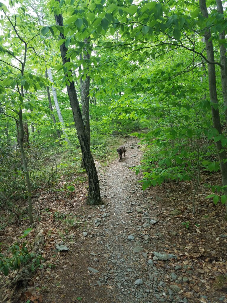 Teyla, coming back towards me after i called her along this trail (in the direction of the AT, where she's often accompanied me in the past, so she was eager to try to continue in that direction).