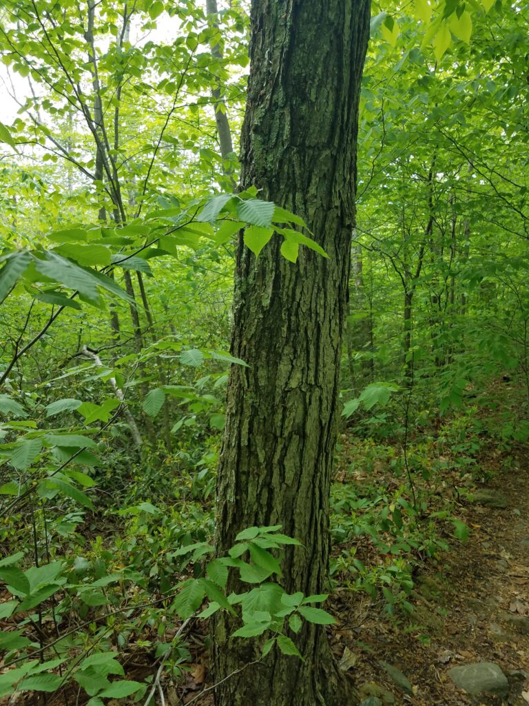 A tree trunk just north of this connecting trail (on the downhill side).