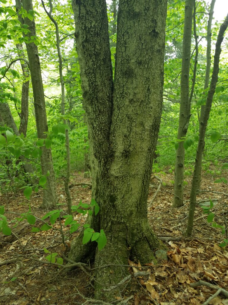 A tree that branches into two trunks (only a few feet above the earth) just north of this connecting trail (on the downhill side).